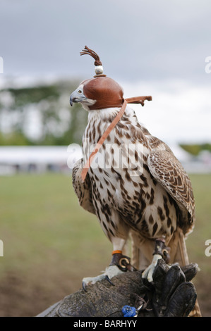 Captive Falcon trägt eine Haube auf eine Falkner-Leder-Handschuh Stockfoto