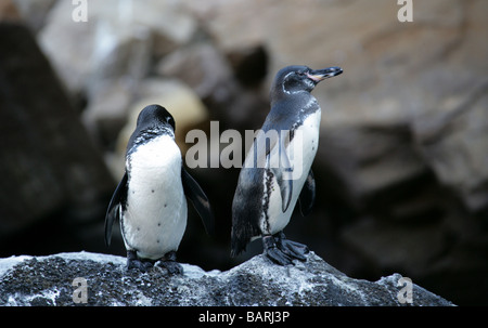 Galápagos-Pinguine, Spheniscus Mendiculus, Punta Vicente Roca, Isabelainsel (Albermarle), Galapagos-Inseln, Ecuador Stockfoto