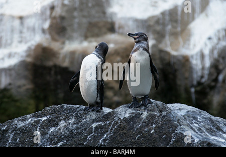 Galápagos-Pinguine, Spheniscus Mendiculus, Punta Vicente Roca, Isabelainsel (Albermarle), Galapagos-Inseln, Ecuador Stockfoto