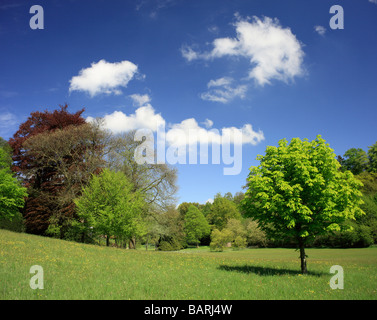 Üppige grüne Frühling Wiese, Kent, England, UK. Stockfoto