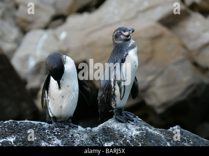 Galápagos-Pinguine, Spheniscus Mendiculus, Punta Vicente Roca, Isabelainsel (Albermarle), Galapagos-Inseln, Ecuador Stockfoto