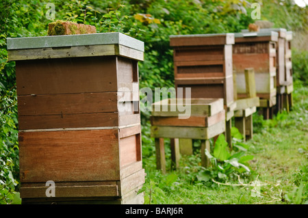 Linie der Bienenstöcke gegen eine Hecke im Regen Stockfoto