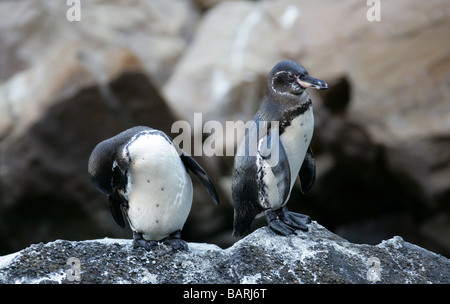 Galápagos-Pinguine, Spheniscus Mendiculus, Punta Vicente Roca, Isabelainsel (Albermarle), Galapagos-Inseln, Ecuador Stockfoto