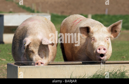 Zwei Schweine trinken an einem Wassertrog Stockfoto