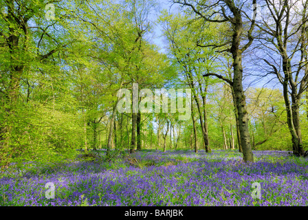 Bluebell Woods auf North Downs, Surrey Stockfoto