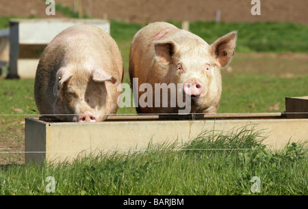 Zwei Schweine trinken an einem Wassertrog Stockfoto