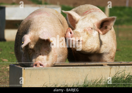 Zwei Schweine trinken an einem Wassertrog Stockfoto