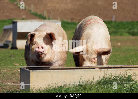 Zwei Schweine trinken an einem Wassertrog Stockfoto