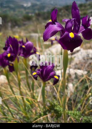 Wild Purple Iris (Xiphium) in spanischen Bergen Stockfoto