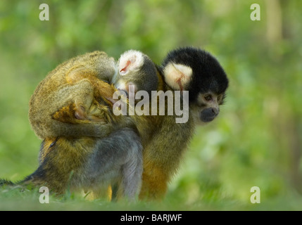 niedliche Eichhörnchen-Affe Baby auf Mütter Rücken Saimiri Unterfamilie saimiriinae Stockfoto