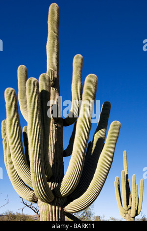 Riesigen Saguaro Kaktus Stockfoto