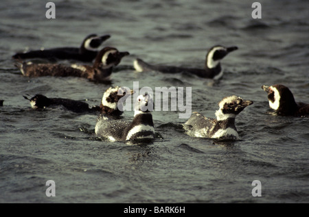 Vögel; Pinguine; Magellanic Penguin; " Sphenscus Magelanicus'; Vögel, die vor der Küste schwimmen. Punto Tombo Kolonie. Argentinien. Stockfoto