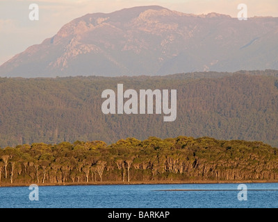 Blick vom c 251, Macquarie Köpfe Straße über zu teepookana Forest Reserve, in der Nähe von Hobart Tasmanien Australien Stockfoto