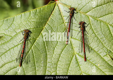 drei große rote Damselfly Pyrrhosoma Nymphula ruht auf einem grünen Blatt in der Sonne Stockfoto