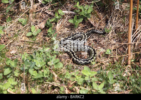 Kreuzotter Vipera Berus männliche Schlange am frühen Morgen in der Sonne aalen Stockfoto