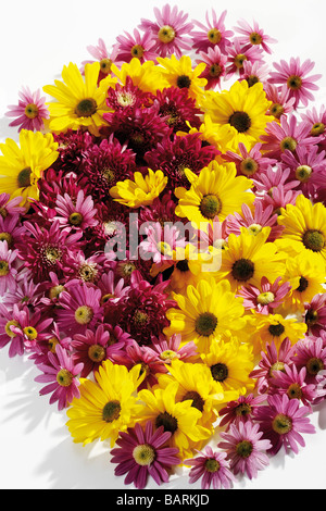 Haufen von Chrysanthemen (Chrysanthemum Indicum), erhöht, Ansicht Stockfoto