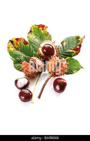 Pferd, Kastanien (Aesculus Hippocastanum) und Kastanien Blatt, erhöhten Blick Stockfoto