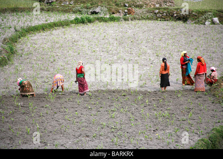 Annapurnas Nepal 5. April 2008 Gruppe von bunt gekleidete Frau Vorbereitung Feldern vor Monsun-Regen Stockfoto