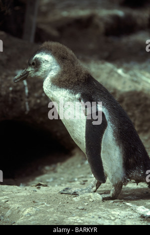 Vögel; Pinguine; Magellanic Penquin; " Sphenscus Magelanicus'; Unreif in der Punto Tombo Kolonie. Argentinien. Stockfoto