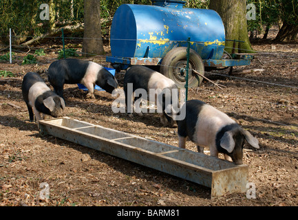 Freilandhaltung Schweine, Schweine und Trog. Stockfoto