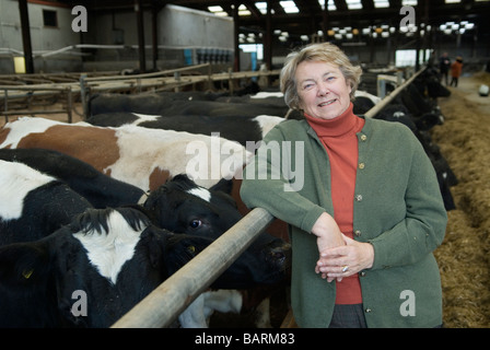 Frau Mary Mead Yeo Valley betreibt einen Teil ihrer Holstein-friesischen Milchkühe (schwarz-weiß). Blagdon, Somerset England, 2. Dezember 2008 2000, Großbritannien Stockfoto