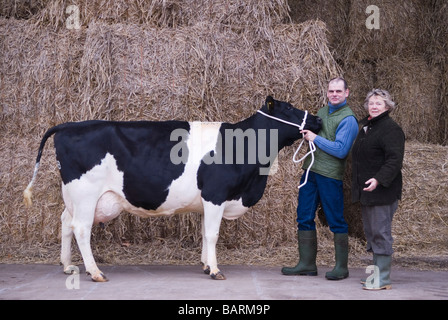 Frau Mary Mead Yeo Valley betreibt einen Teil ihrer Holstein-friesischen Milchkühe (schwarz-weiß). Blagdon, Somerset England, 2. Dezember 2008 2000, Großbritannien Stockfoto