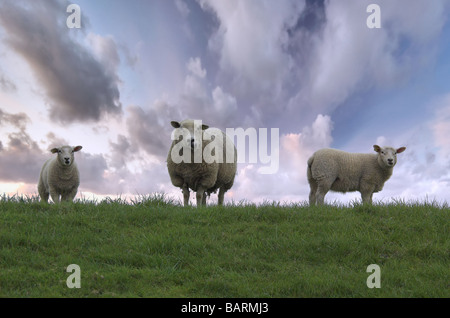 Mutter Schafe und ihre zwei Kinder auf dem Hügel Stockfoto