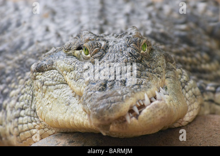 Krokodil mit seinen scharfen Zähnen Stockfoto