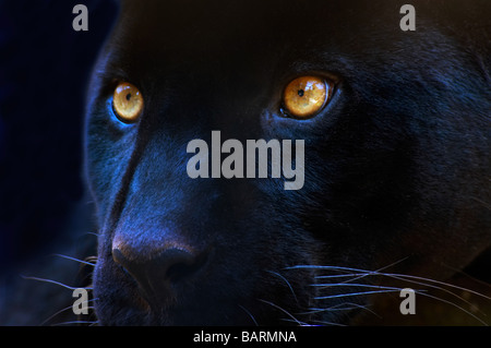 Die Augen des einen schwarzen panther Stockfoto