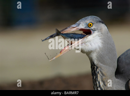 Ein Great Blue Heron mit einem Fisch Stockfoto