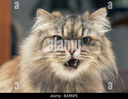 lustig aussehende Perserkatze Stockfoto