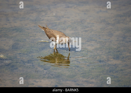 Vögel; Watvögel; Flussuferläufer; "Artitis Hypoleucos"; Erwachsenen im seichten Wasser füttern. Stockfoto