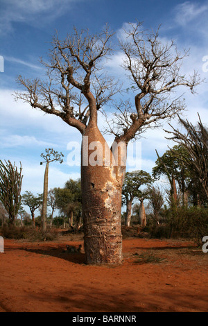Baobab-Baum am stacheligen Wald, Ifaty, Madagaskar Stockfoto