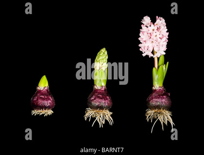 Eine 3 Stich Bildersequenz zeigt die Wurzeln und das Wachstum in 3 Stufen einer Hyazinthe Pflanze Glühbirne (Hyacinthus Orientalis). Stockfoto