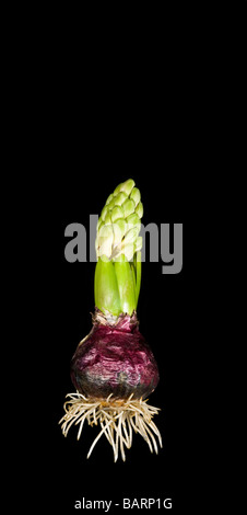 Eine Hyazinthe Pflanze Birne (Hyacinthus Orientalis), die Wurzeln in der Mitte Entwicklungsphase vor einem schwarzen Hintergrund. Stockfoto