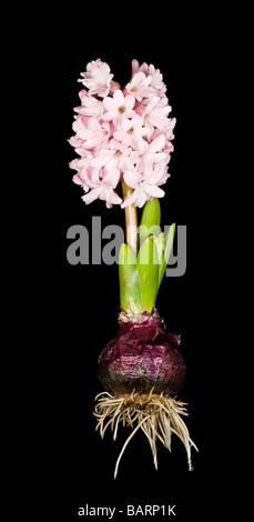 Eine Hyazinthe Pflanze Birne (Hyacinthus Orientalis), die Wurzeln und ausgewachsenen vor einem schwarzen Hintergrund. Stockfoto