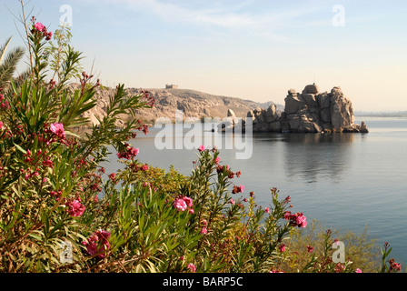 Blumen auf der Insel Agilika (in der Nähe von Philae Tempel), Assuan, Fluss Nil, Ägypten Stockfoto