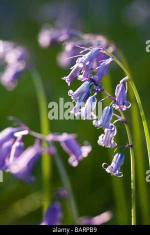 Nahaufnahme von Glockenblumen in Blume, Soudley Hügel, Wald des Dekans, Gloucestershire, UK Stockfoto