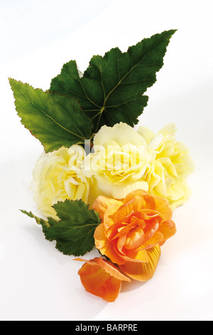 Blumen Begonie (Begonia) Stockfoto