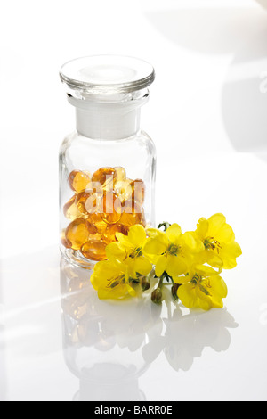 Nachtkerzenöl Kapseln und Blüten der Nachtkerze (Oenothera Biennis) Stockfoto