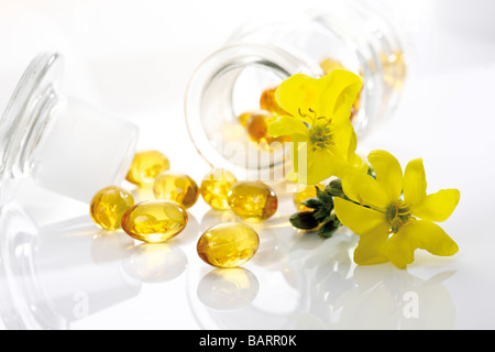 Nachtkerzenöl Kapseln und Blüten der Nachtkerze (Oenothera Biennis) Stockfoto