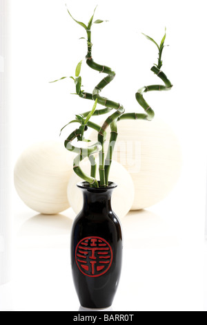 Verdrehten chinesischen Bambus in Blumenvase Stockfoto