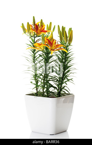 Tiger-Lilie (Lilium Tigrinum) im Blumentopf Stockfoto