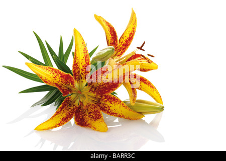 Tiger Lily Bloom (Lilium Tigrinum) Stockfoto
