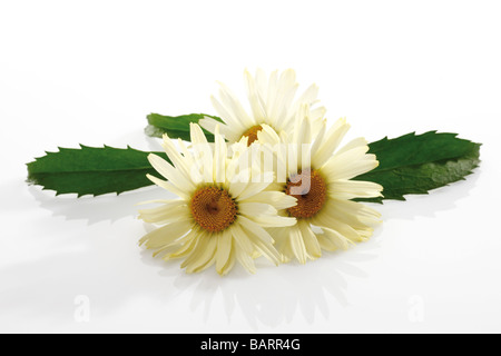 Margeriten (Leucanthemum Maximum) Stockfoto