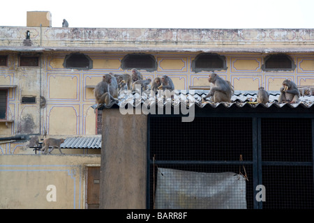 Indien Rajasthan Jaipur Rhesus-Makaken-Affen im Stadtzentrum Stockfoto