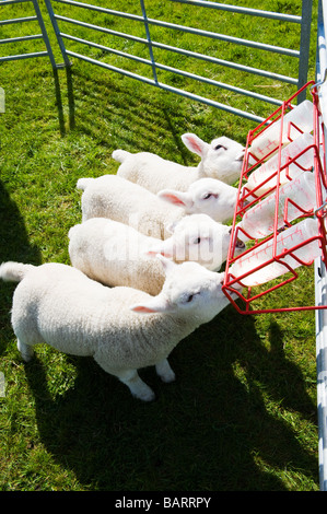 Vier süße kleine Lämmer Flasche gefüttert werden Stockfoto