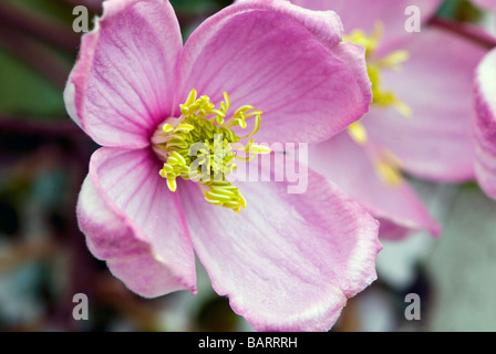 Clematis (Butterblume) Montana Rubens. Kletterer. Nahaufnahme des kleinen halb geöffnet blass rosa Blume Stockfoto