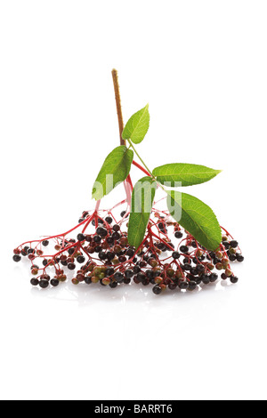 Schwarzer Holunder (Sambucus Nigra) Stockfoto