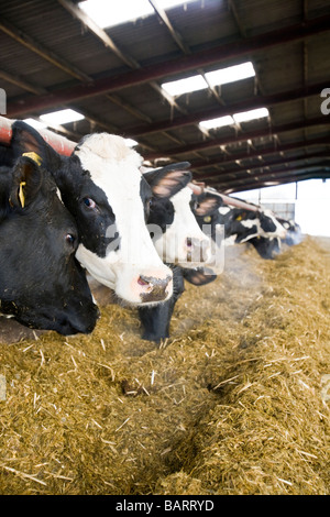 Kühe essen Silage auf eine Molkerei Bauernhof UK England Stockfoto